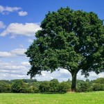 Oak-tree-in-field-007